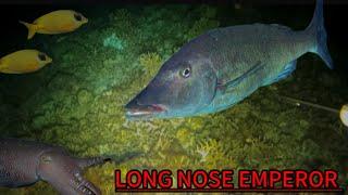 CATCH N SELL  NIGHT DIVE  SPEARFISHING PHILIPPINES  MEL SPEARFISHING TV  BANTON ROMBLON