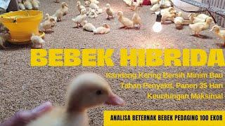 Analisa Modal & Keuntungan Beternak Bebek Pedaging 100 ekor jenis Bebek Hibrida Satu Bulan Panen