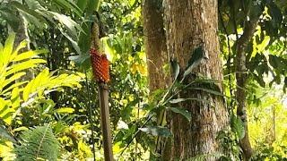 sedang live sekarangCEKLOK D SALAHSATU TEMPAT HUTAN PALING ANGKER‼️