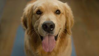 The Vets - Bringing Pet Care Home  TV Commercial by Filmkraft