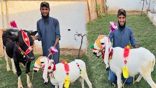 Apny Qurbani K Janwar Ko Sja Dia  Bht Piyary Lag Rhy 