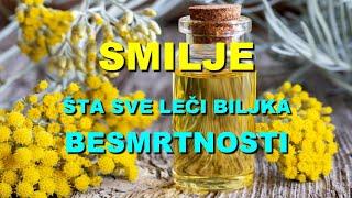 SMILJE - ŠTA SVE LEČI BILJKA BESMRTNOSTI