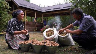 Harvesting Hazelnuts and Making Hazelnut Butter