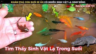 Thật Khó Tin Khi Phát Hiện Rất Nhiều Sinh Vật Lạ Sống Trong Một Con Suối  Review Giải Trí Đời Sống