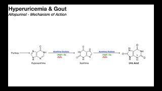 Allopurinol Mechanism of Action for Gout