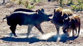 Breeding behavior of wild boars