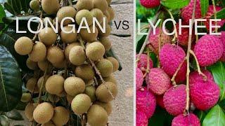 LYCHEE vs LONGAN GROWING CONDITIONS in Northern California z9b