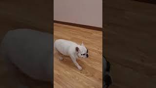 หมาใครชอบมองกวนทีนแบบนี้บ้างครับ #frenchbulldog #frenchie #เฟร้นบลูด็อก #เฟร้นบลูด็อกเป็นหมาตลก