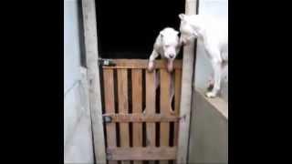 Pepe - Dogo Argentino Jumping Over the Doors