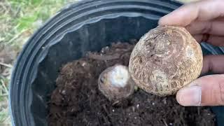 Grow Taro  Arbi  Chama kura plant in bucket or backyard English
