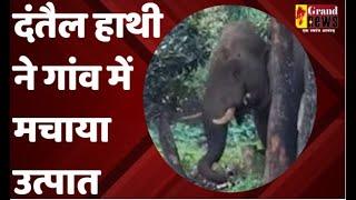 RAIGARH  दंतैल हाथी ने गांव में मचाया उत्पात #raigarh  #tusks #elephant #village #riot