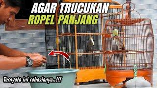 Inilah Rahasia TRUCUKAN Ropel panjang‼️