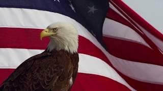 WAVING AMERICAN FLAG WITH BAD EAGLE