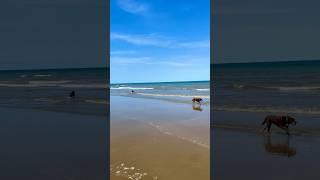 When the pups have the beach to themselves