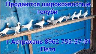 Голуби на продажу 8962 755 37 51