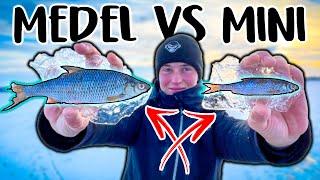 NORMAL vs MINI Baitfish - What Works Best?  Team Galant