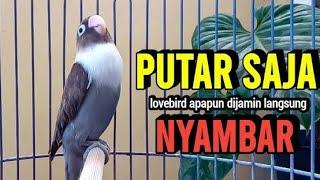 Feeding in LoveBirds groups and Lovebird Ngekek Panjang ini PALING AMPUH Pancing Emosi Lawan Labet