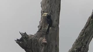 PENAMPAKAN BURUNG LANGKA DI KAYU TUA   Casting Haruan Mega