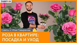 Роза в квартире посадка и уход  Советы от Ильи Гомыранова