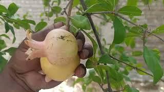 how a  pomegranate became a fruit  full life cycle of pomegranate #pomegranate