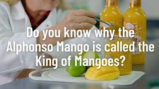 Ingredient Spotlight The Alphonso Mango