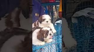 home breed Shih Tzu puppy sell lowest price #shihtzu #puppy