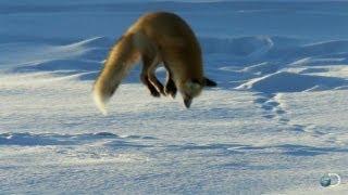 Fox Dives Headfirst Into Snow  North America