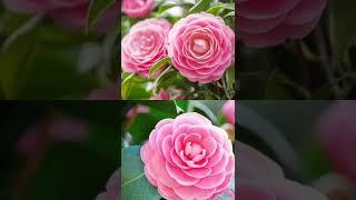 Camellia flower #camellia #flower #shorts #garden #gardening #beuty #short