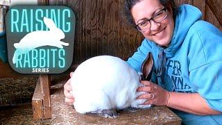 Raising Meat Rabbits  Identifying and Buying Quality Breeding Stock