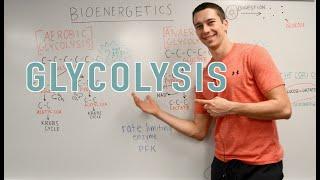 Glycolysis Explained Aerobic vs. Anaerobic Pyruvate Gluconeogenesis