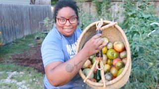 harvest heirloom tomatoes with me + ASMR  zone 8a TN