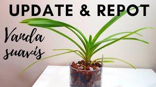 Vanda Suavis Update Repot & Care  Growing Vandas in Semi-Hydro  Inorganic Media Mixes