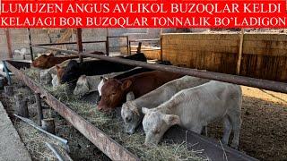 LUMUZEN ANGUS AVLIKOL BUZOQLAR KELDI QIRG’IZSTON SHVES BUQALARIHAM BOR