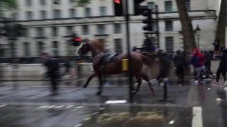 À Londres un cheval de la police séchappe et fonce dans le cortège de manifestants