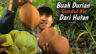 Menemukan buah hutan langka di sungai yang surut mirip seperti durian gundul