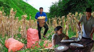 Harvesting Corn and Wild Bee Pupae to Sell at Market with Daughter  Family Farm