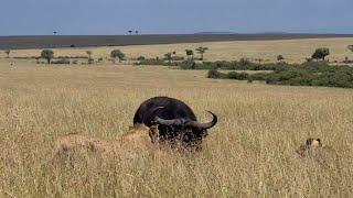 Buffalo cow found sleeping all alone in the open savannah by a lion pride