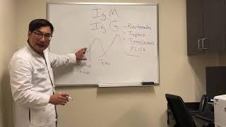 Immunoglobulin IgG and IgM interpretation of serological tests