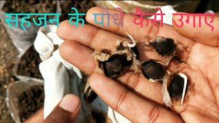 How To Grow Moringa Tree From ODC 3 Seeds सहजन के पौधे कैसे उगाए Drumstick Tree Seeds  ODC3