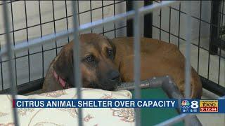 Citrus County animal services shelter overcapacity urgent need for adopters and fosters