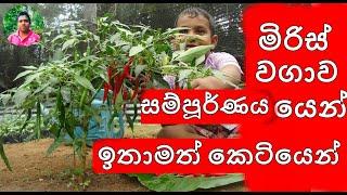 miris wagawa  මිරිස් වගාව Chilli cultivation.ගෙවතු වගාව Home gardening How to grow chili malu miris