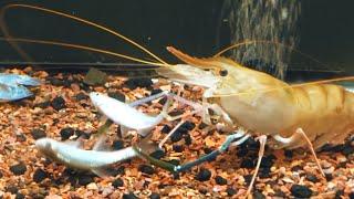 Will they survive? 17inch shrimp eats 4 fish at the same time.
