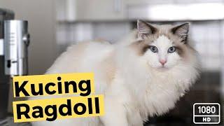 Kucing Ragdoll