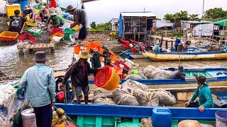 Lưới Cá Lưới Ghẹ Thắng Lớn Ngày Đầu Năm 2024  Kẻ Khóc Người Cười Vàm Sào Lưới Cà Mau