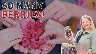 Better than Candy How to Freeze Dry Berries