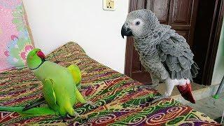 Indian Ringneck Greet African Grey Parrot