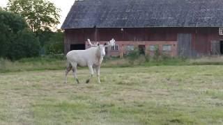 White mooseVita älg