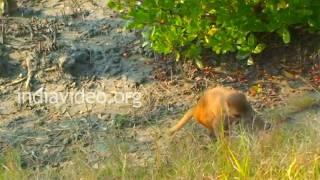 Sudhanyakhali Watchtower Sunderbans West Bengal