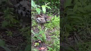 This grouse is still following me around the gun club.