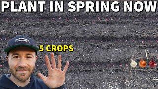 5 Veggies Youd Be CRAZY Not To Plant In Spring